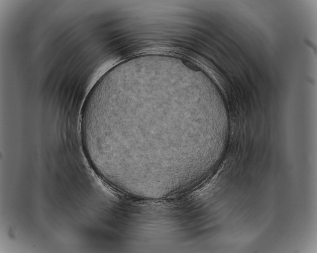 X0000095121050200801041219