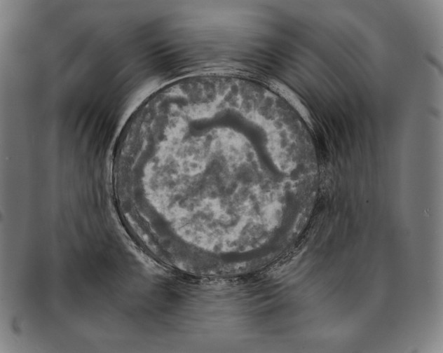 X0000095121099200801041217