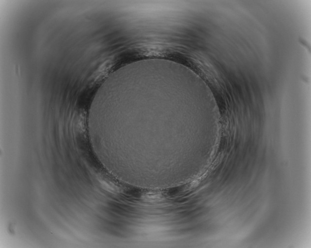 X0000095130175200712071316