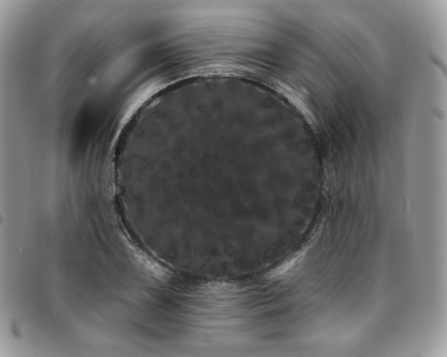 X0000095131075200712071302