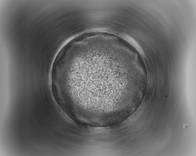 X0000095131436200712211321