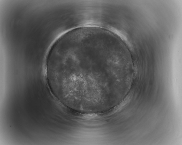 X0000095131462200712211320