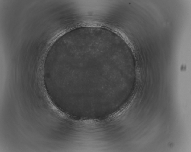 X0000095130433200712301828