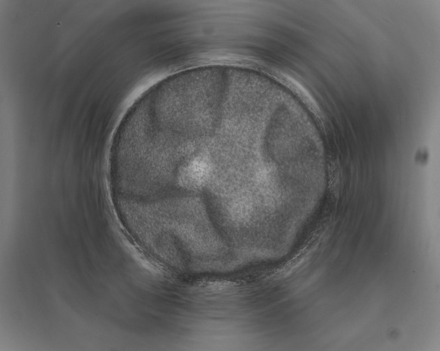 X0000095131043200712301820