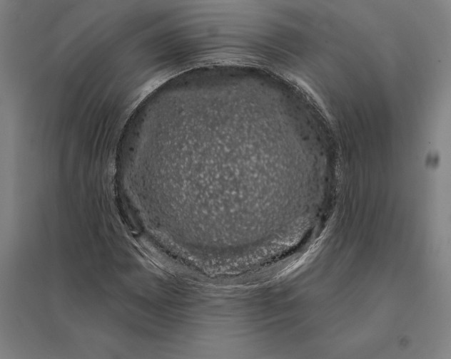 X0000095131065200712301819