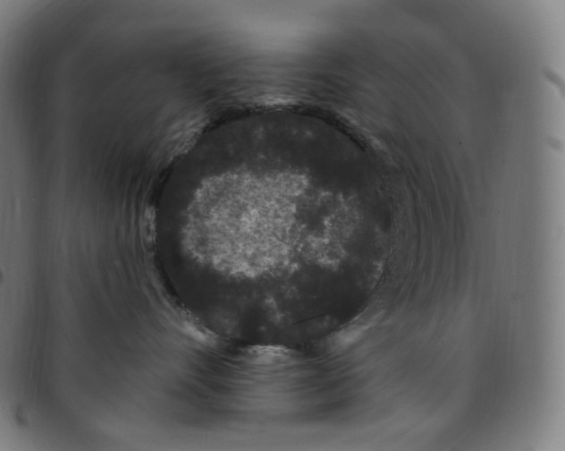 X0000095130528200801041250