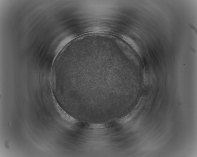 X0000095131338200801041237