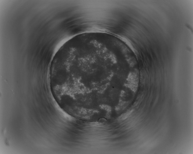 X0000095131387200801041236