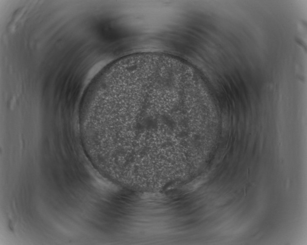 X0000095131466200801041235