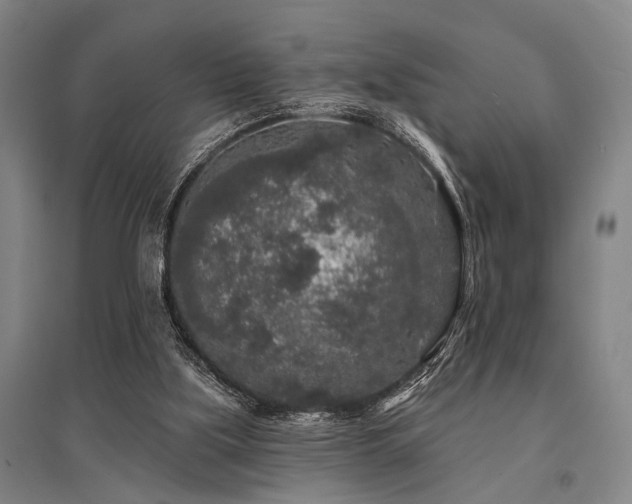 X0000095510059200712141433