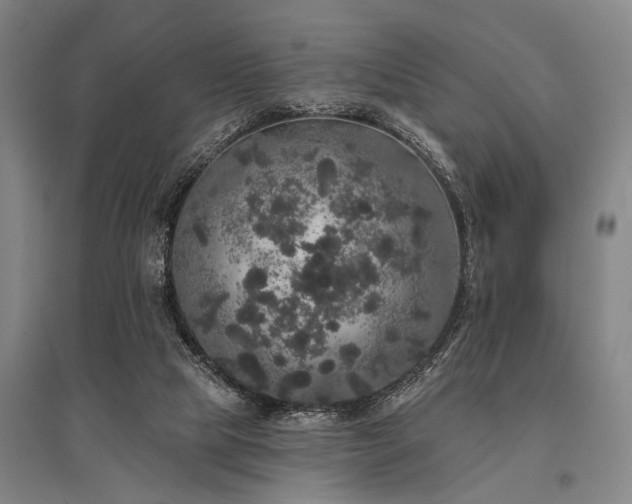 X0000095510065200712141433