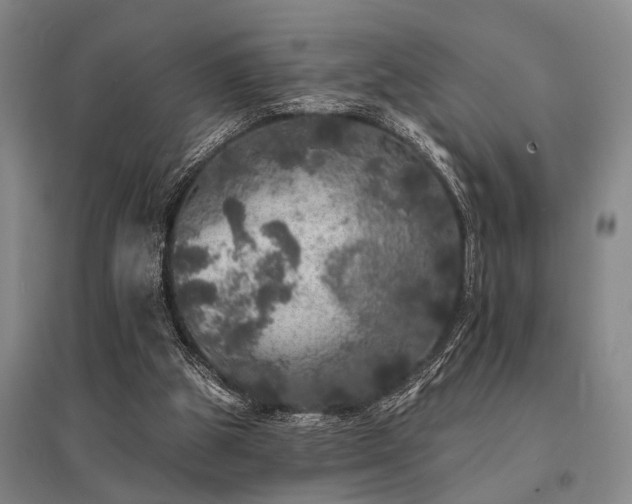 X0000095510153200712141431