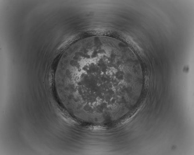 X0000095510165200712141431