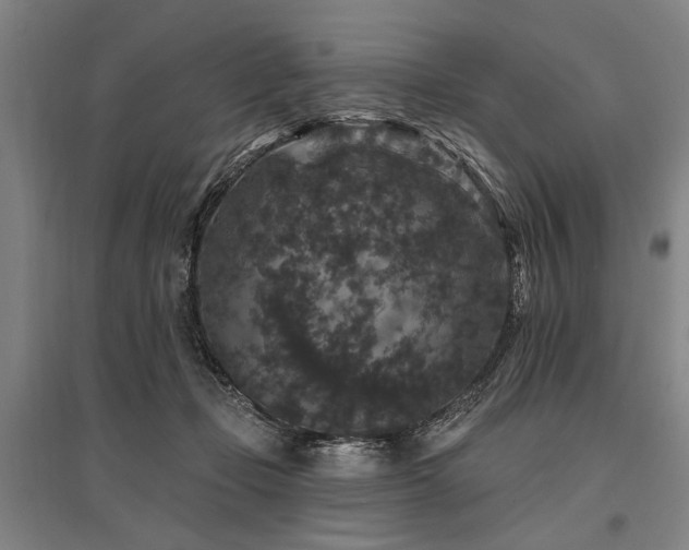X0000095510365200712141429