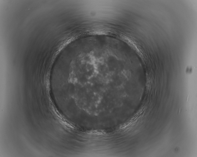 X0000095510386200712141428