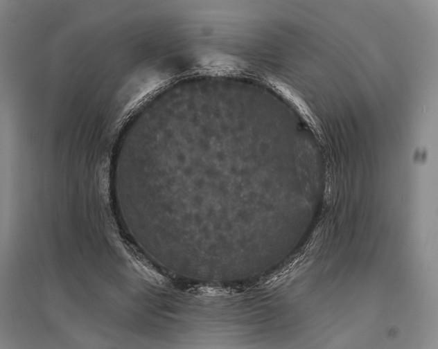 X0000095510442200712141427