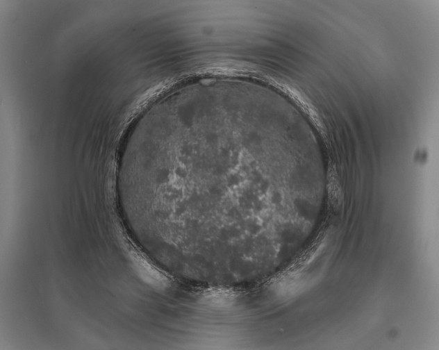 X0000095510445200712141427