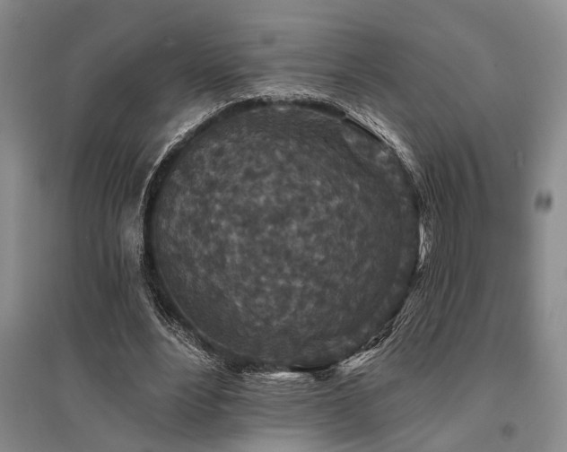 X0000095510488200712141427