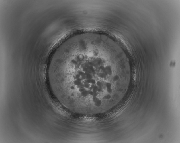 X0000095510495200712141427