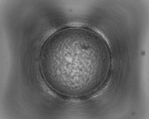 X0000095510529200712141426
