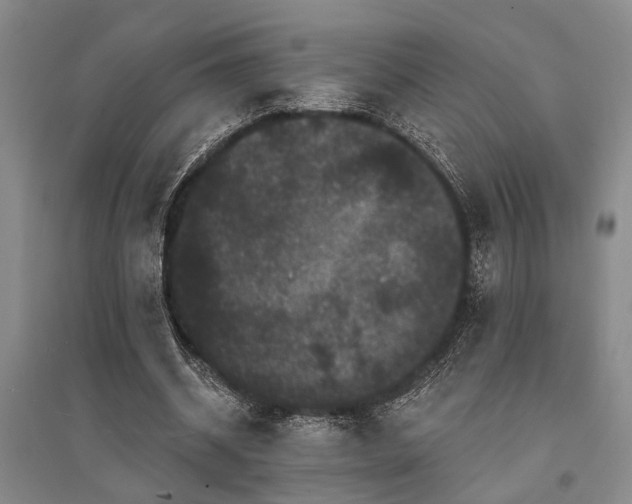 X0000095510534200712141426