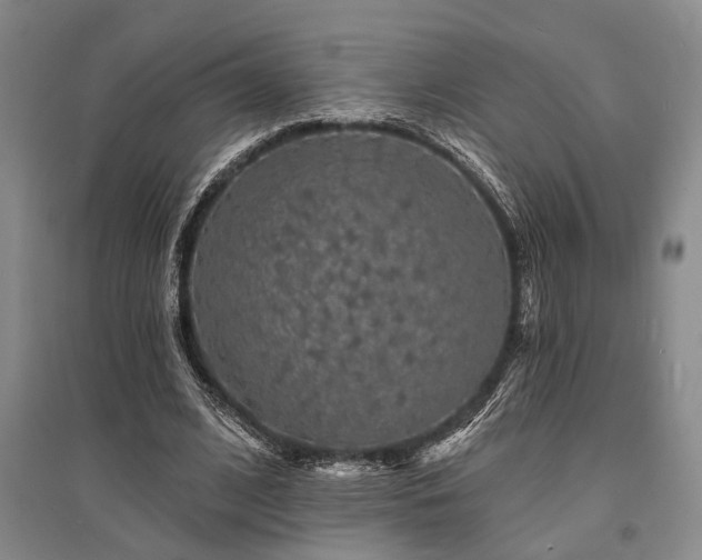 X0000095510584200712141425