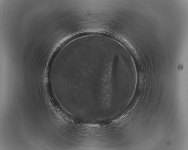 X0000095510628200712141424