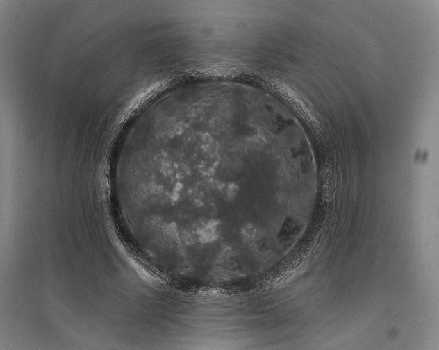 X0000095510634200712141424