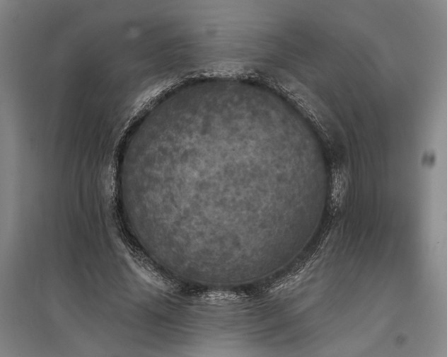 X0000095510636200712141424