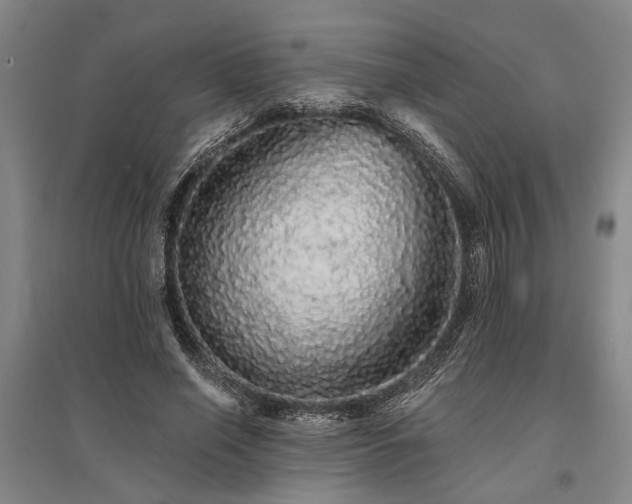 X0000095510638200712141424