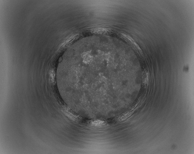 X0000095510669200712141425