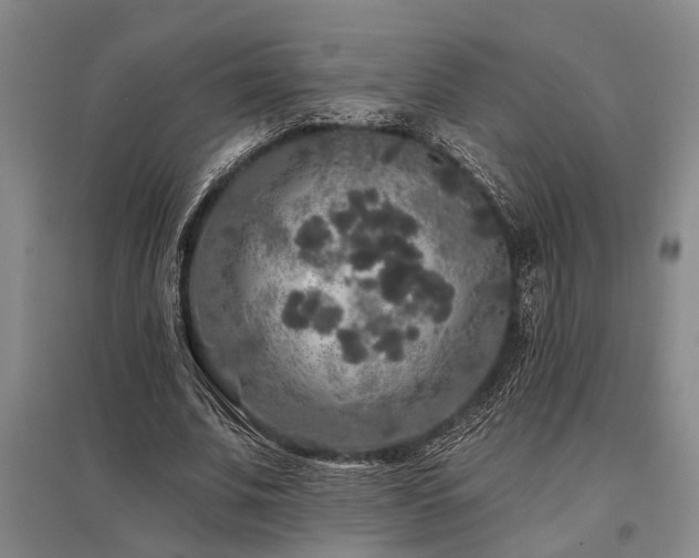X0000095510679200712141424