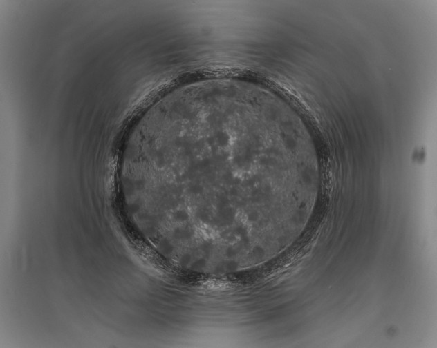 X0000095510742200712141423
