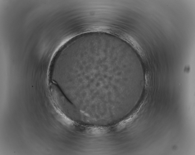 X0000095510780200712141423