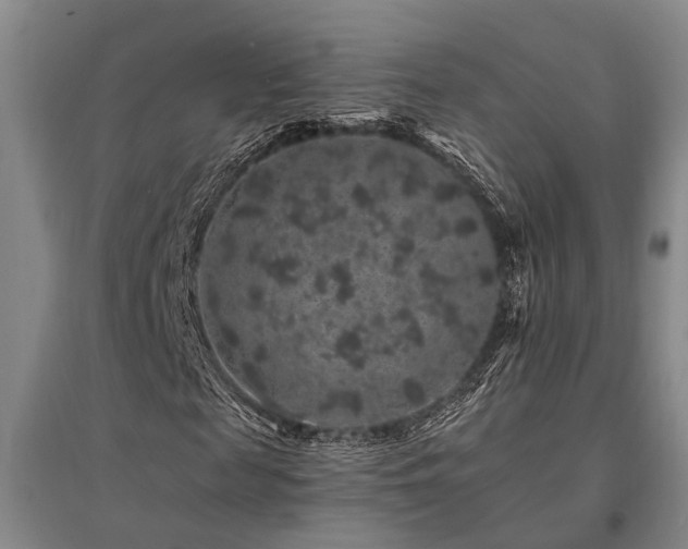 X0000095510817200712141421