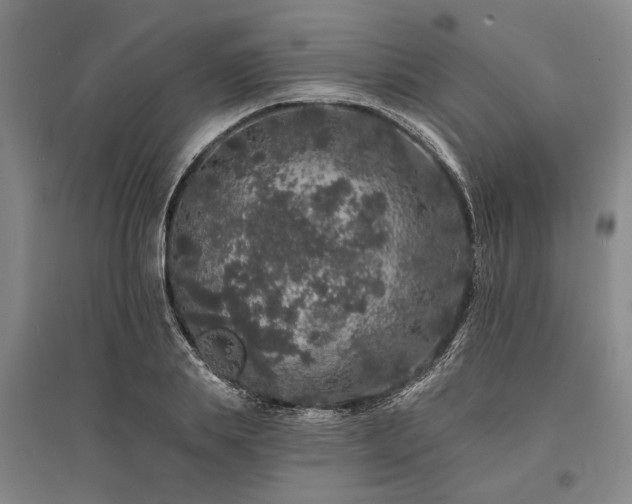 X0000095510839200712141422