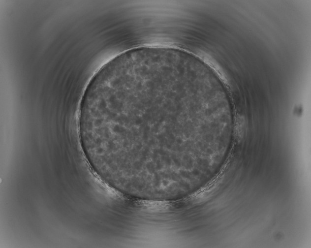 X0000095510856200712141422