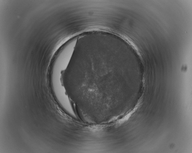 X0000095510877200712141421