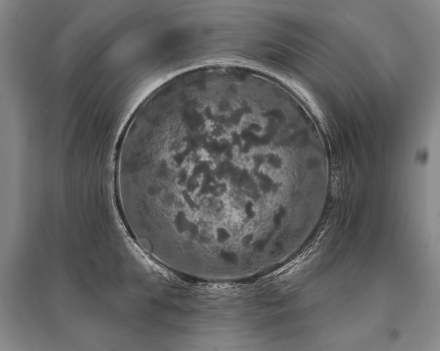 X0000095510903200712141421