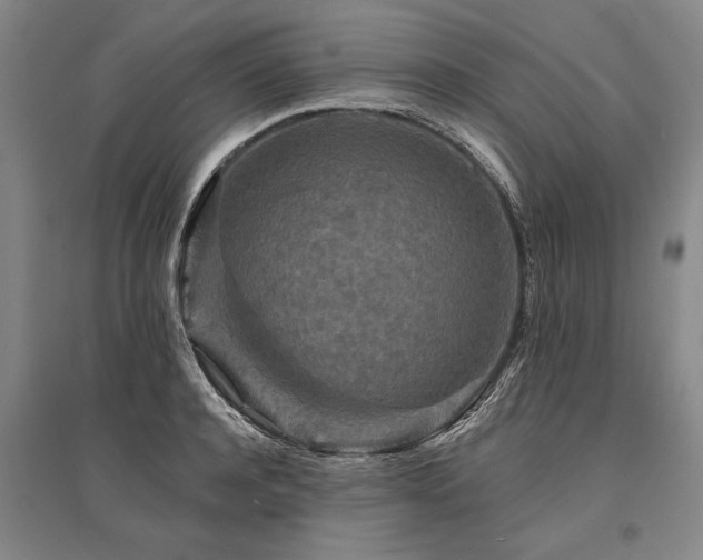 X0000095510944200712141420