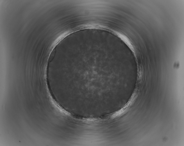 X0000095510946200712141420