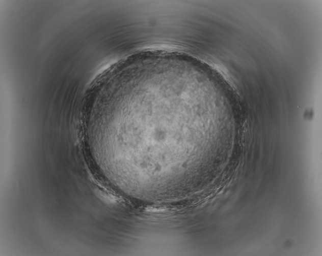 X0000095510967200712141420