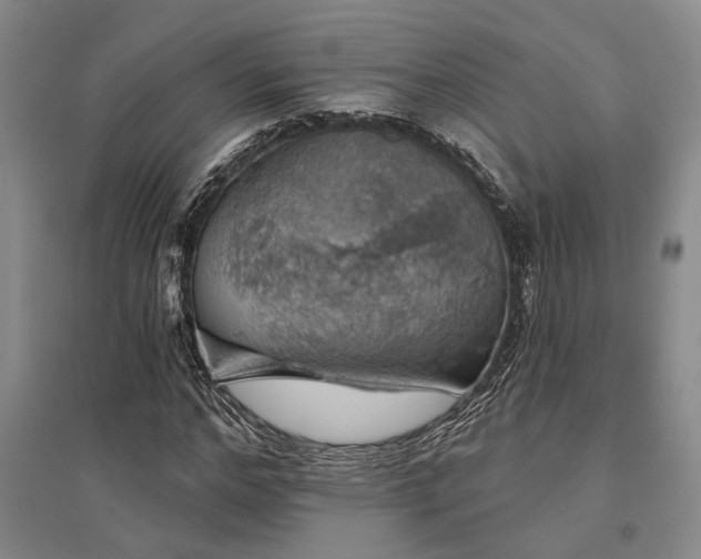 X0000095510968200712141420