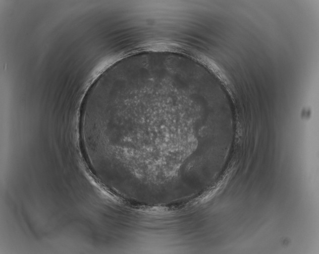 X0000095510986200712141420