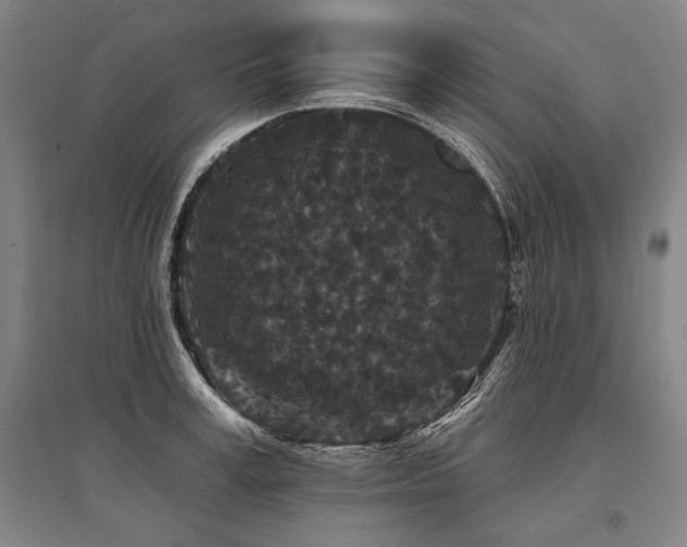 X0000095510995200712141419