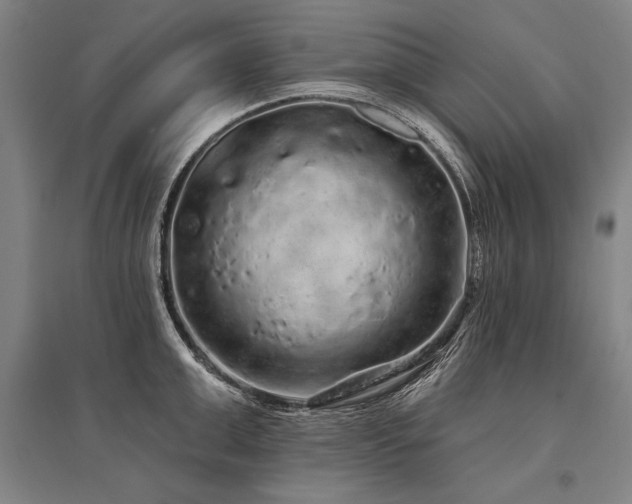 X0000095510999200712141419