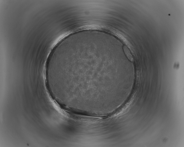 X0000095511034200712141419