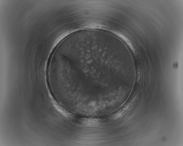 X0000095511039200712141419