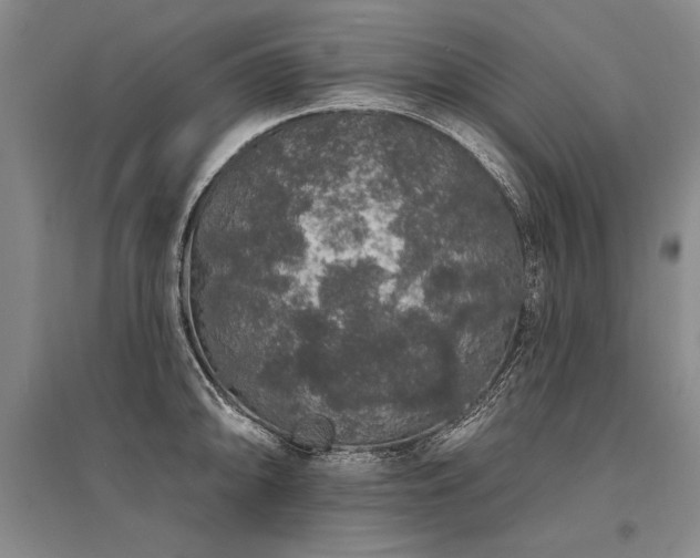 X0000095511094200712141418