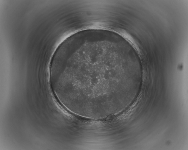 X0000095511238200712141416